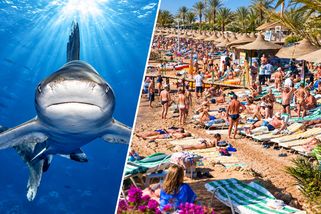 Proč se žraloci objevují u egyptských hotelů? K pobřeží je může přitahovat i jedna věc, kterou dělají turisté